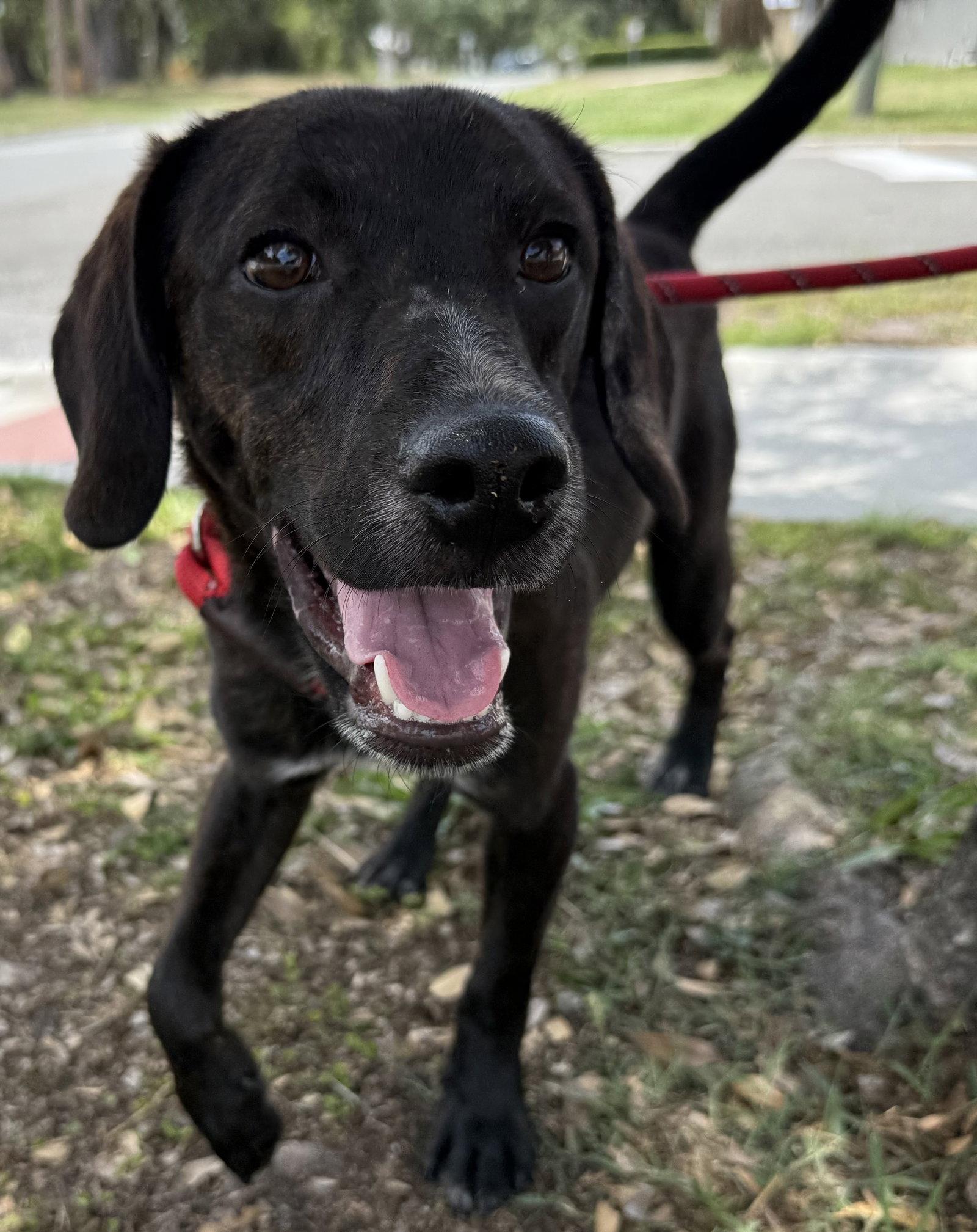 Enlarge Porter, a Adopted mixed breed in Sanford, FL image 1/3