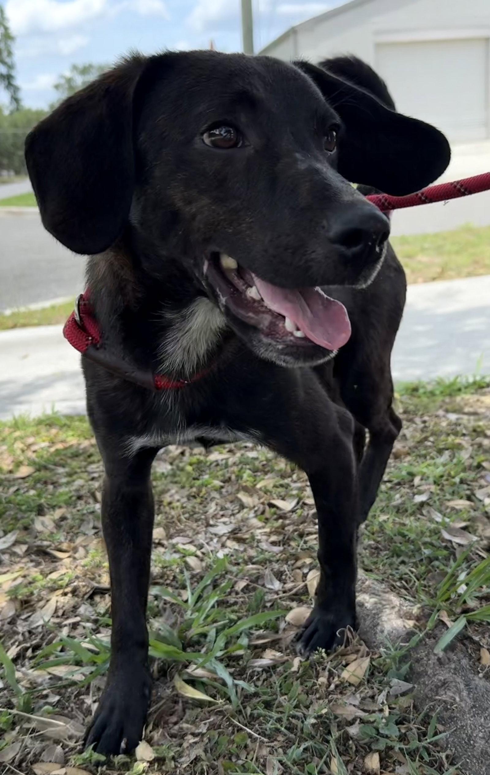 Enlarge Porter, a Adopted mixed breed in Sanford, FL image 2/3