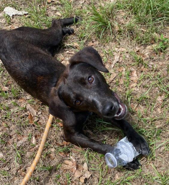 Enlarge Porter, a Adopted mixed breed in Sanford, FL image 3/3