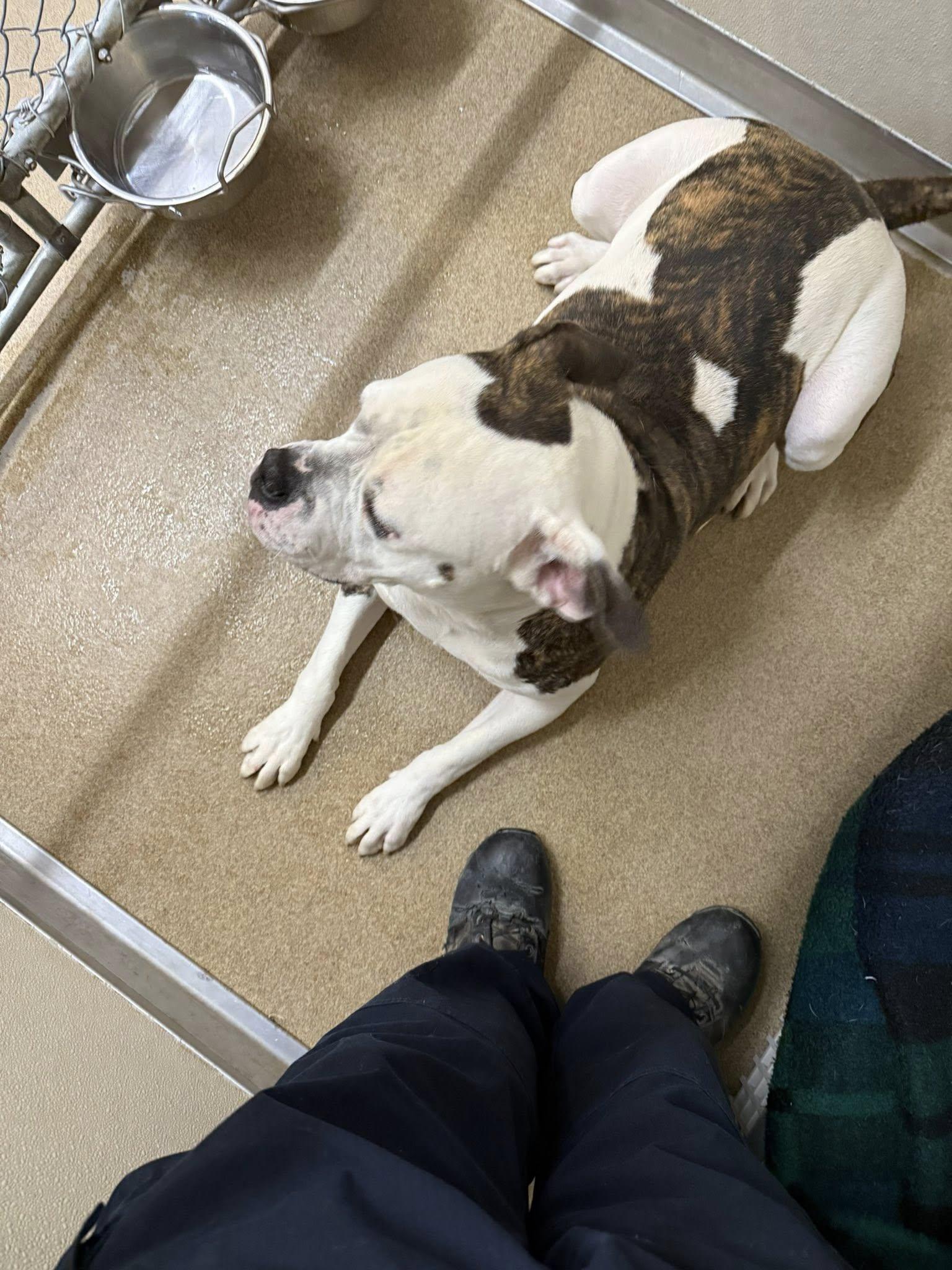 Huckleberry, an adoptable American Bulldog, Boxer in Rawlins, WY, 82301 | Photo Image 3