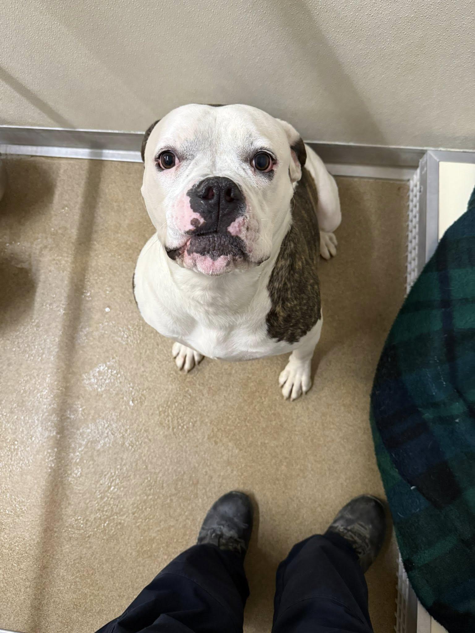Huckleberry, an adoptable American Bulldog, Boxer in Rawlins, WY, 82301 | Photo Image 2