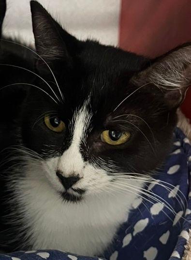 Prada, ADOPTABLE, Adult Female Domestic Short Hair.