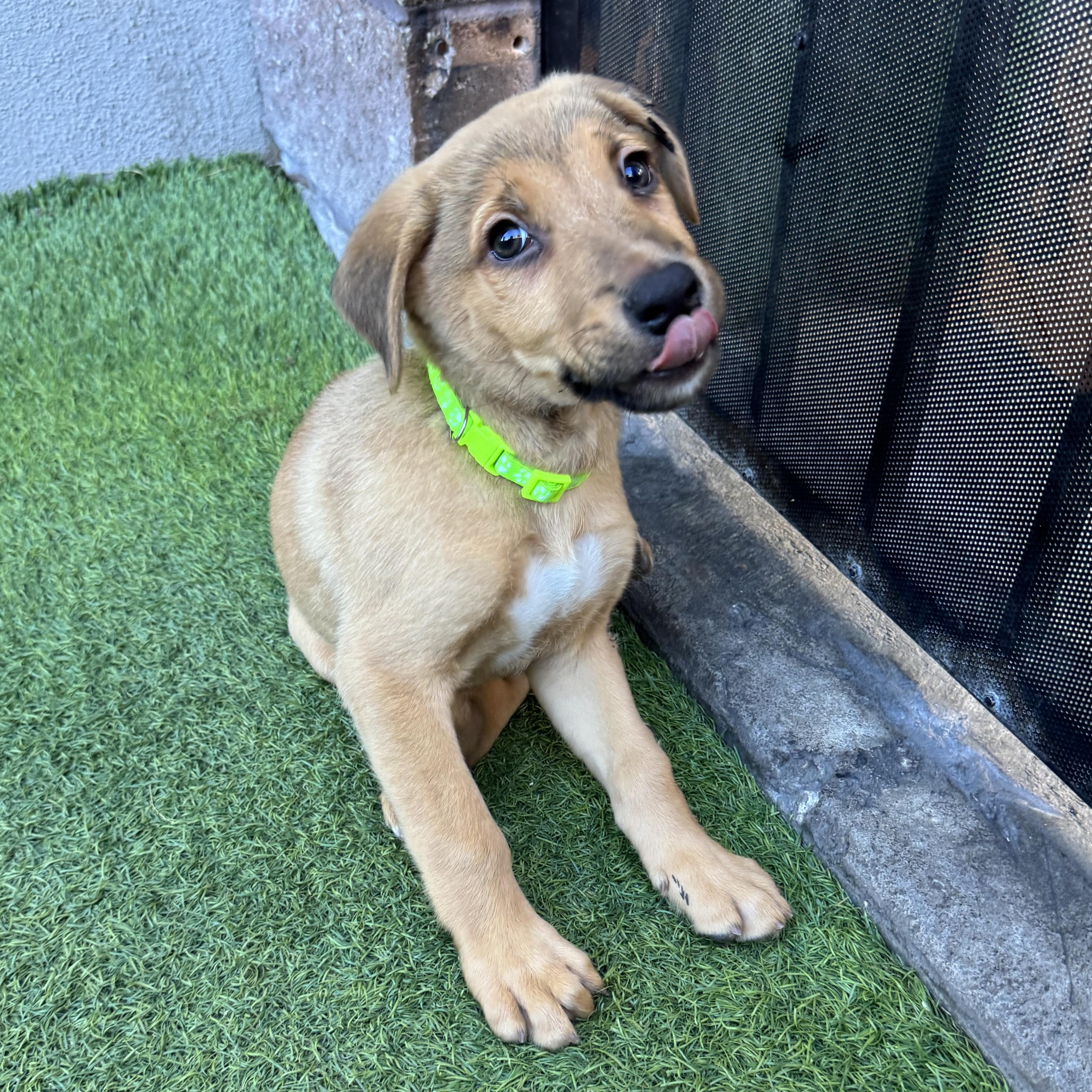 Enlarge Eichel, a ADOPTABLE Mixed Breed in Henderson, NV image 5/5