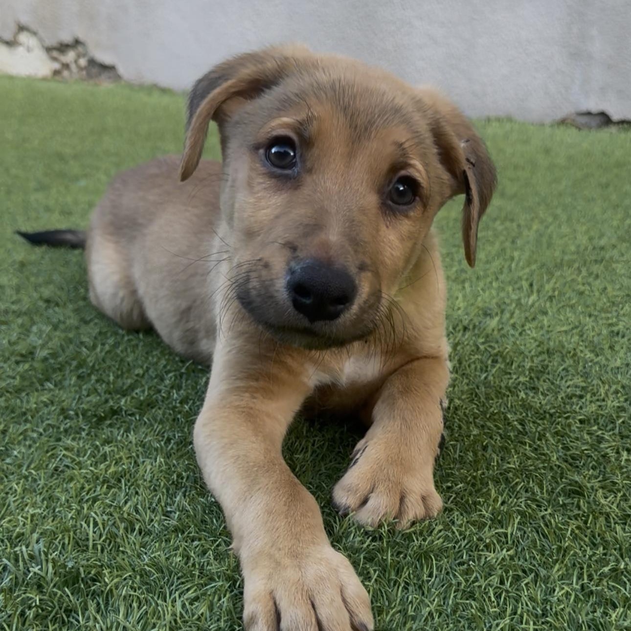 Enlarge Eichel, a ADOPTABLE Mixed Breed in Henderson, NV image 3/5