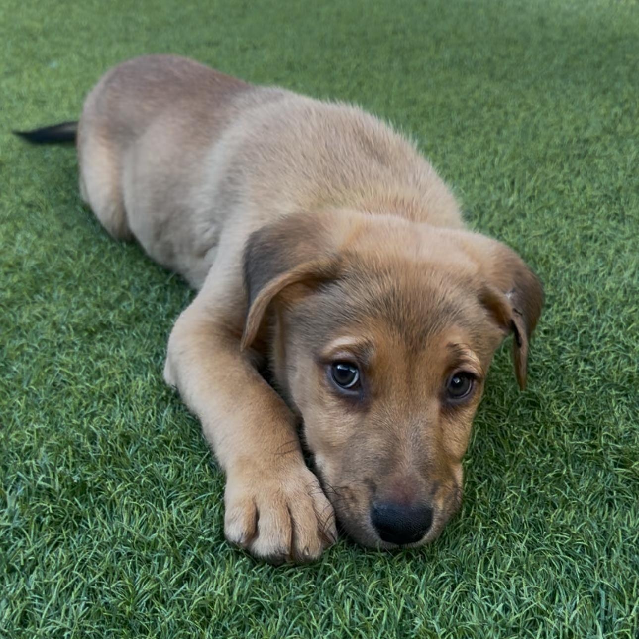 Enlarge Eichel, a ADOPTABLE Mixed Breed in Henderson, NV image 2/5