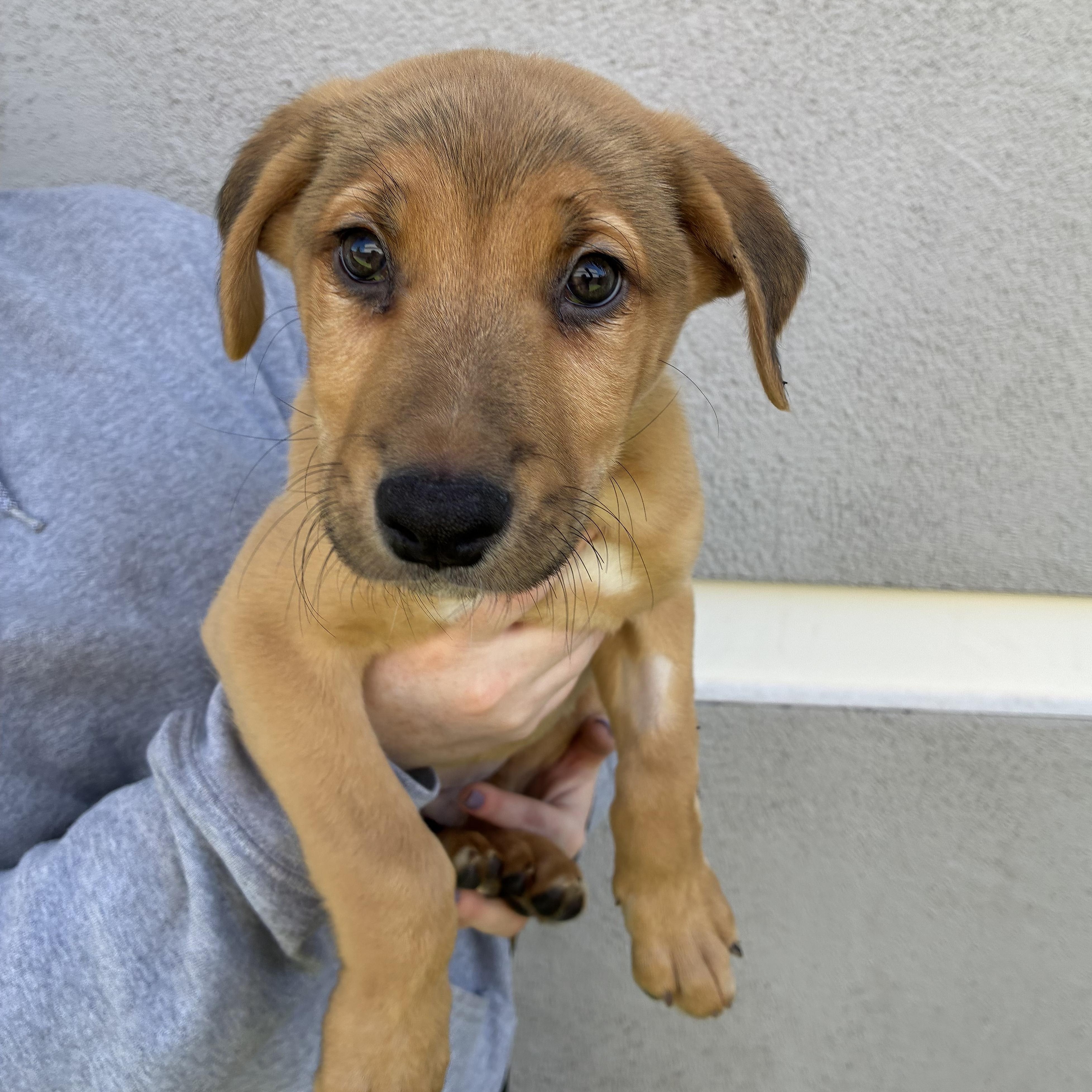 Enlarge Eichel, a ADOPTABLE Mixed Breed in Henderson, NV image 1/5