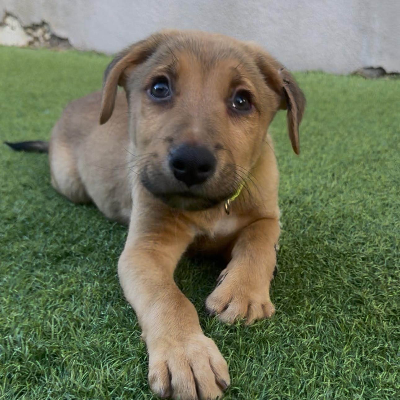Enlarge Eichel, a ADOPTABLE Mixed Breed in Henderson, NV image 4/5