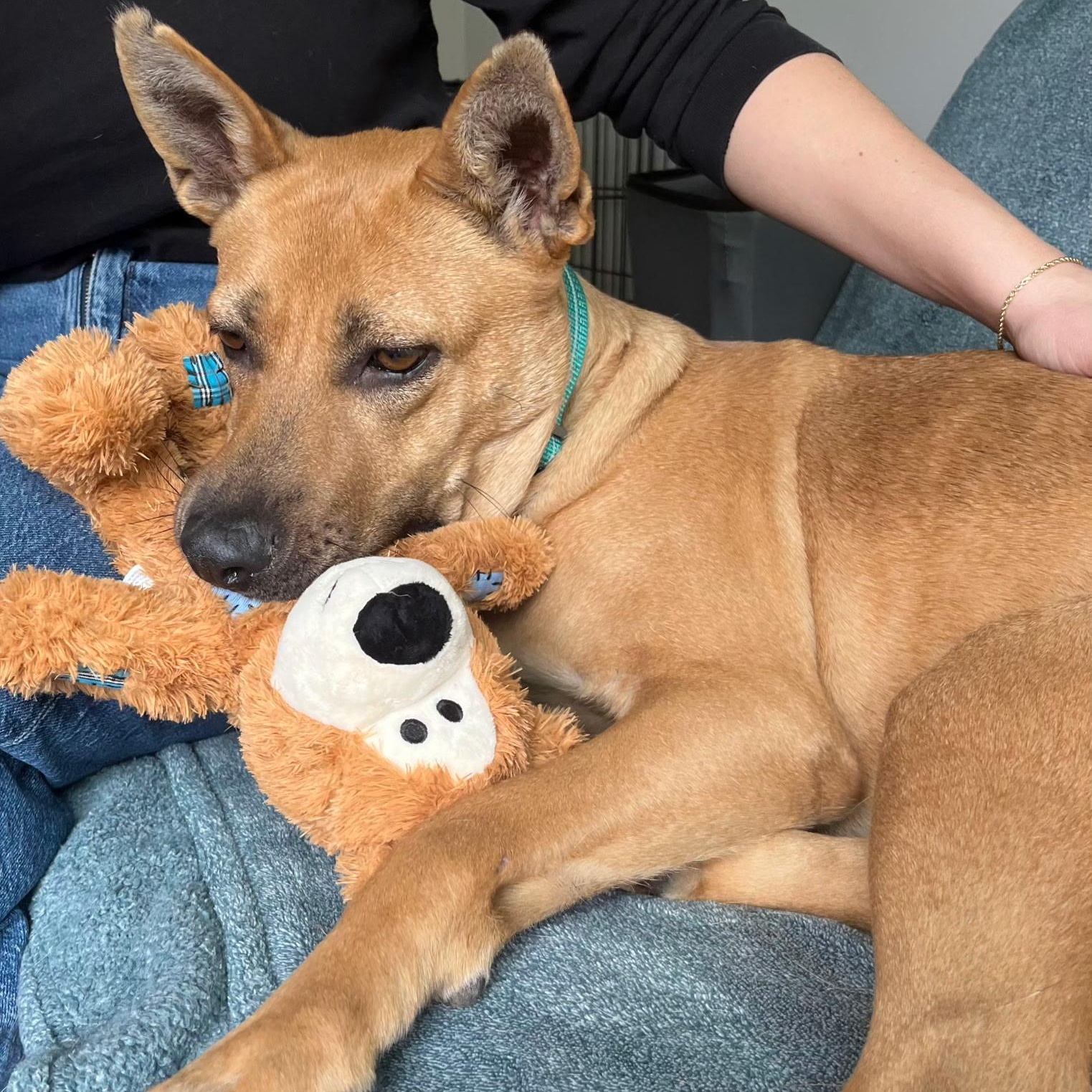 Enlarge Buttercup , an adopted mixed breed in Brentwood, TN image 2/5
