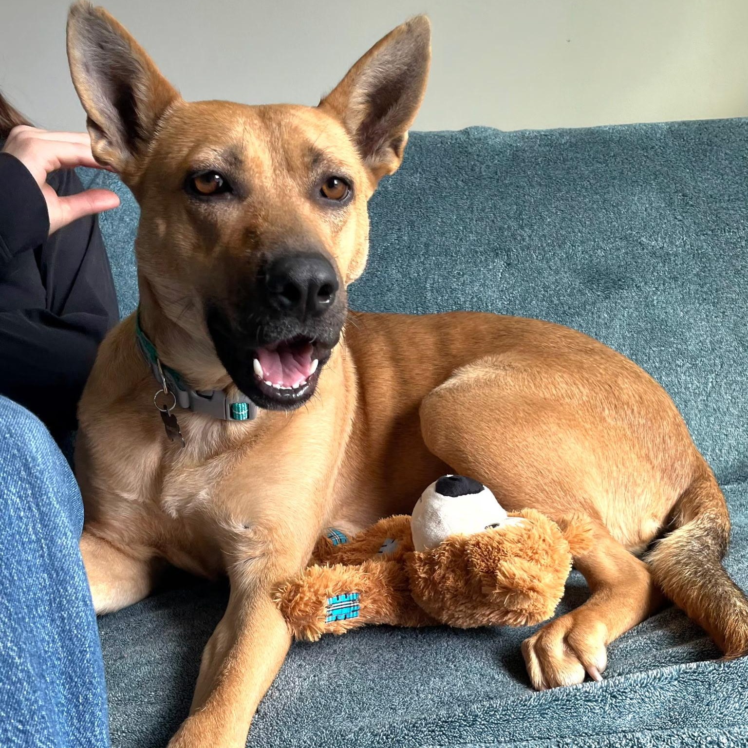 Enlarge Buttercup , an adopted mixed breed in Brentwood, TN image 3/5