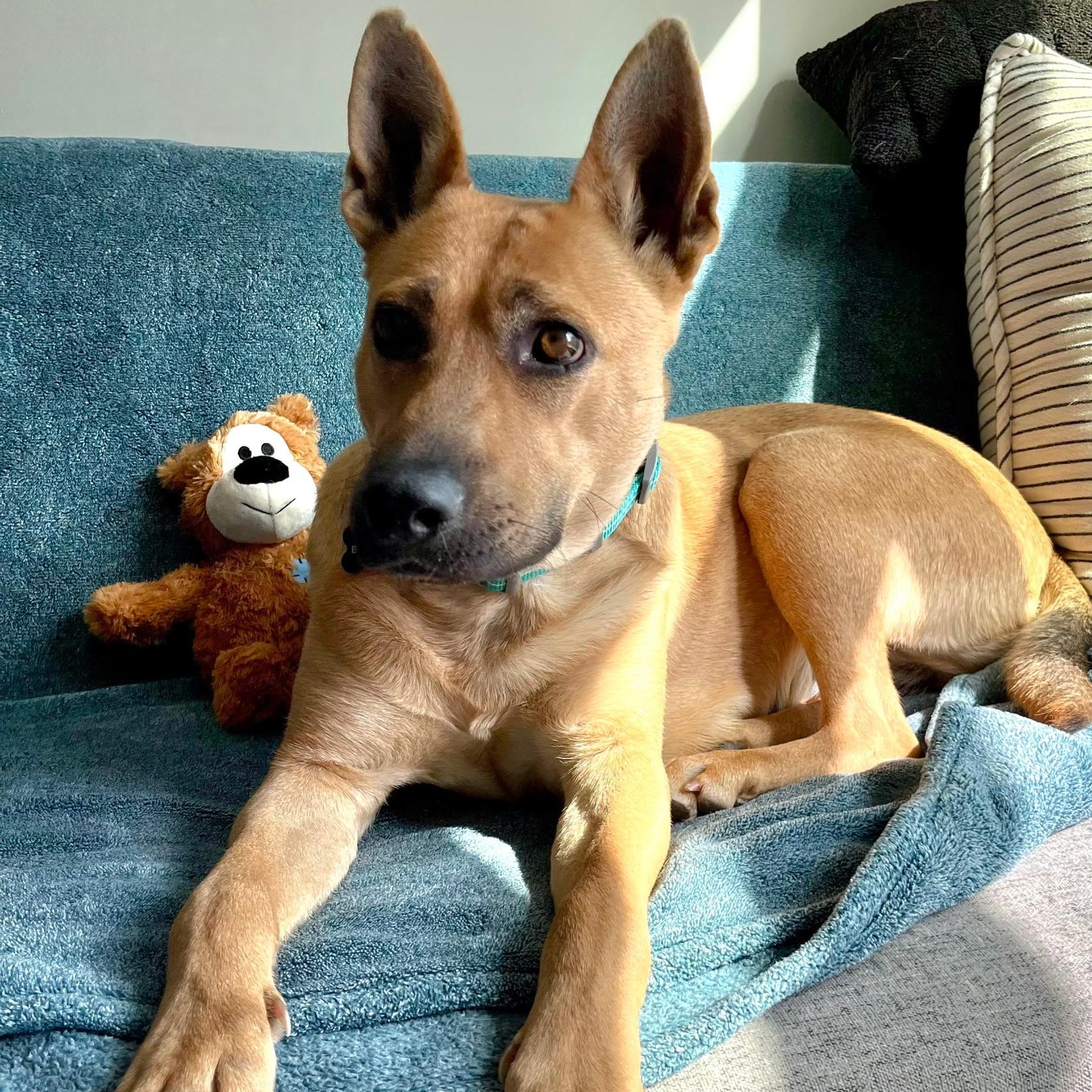 Enlarge Buttercup , an adopted mixed breed in Brentwood, TN image 1/5