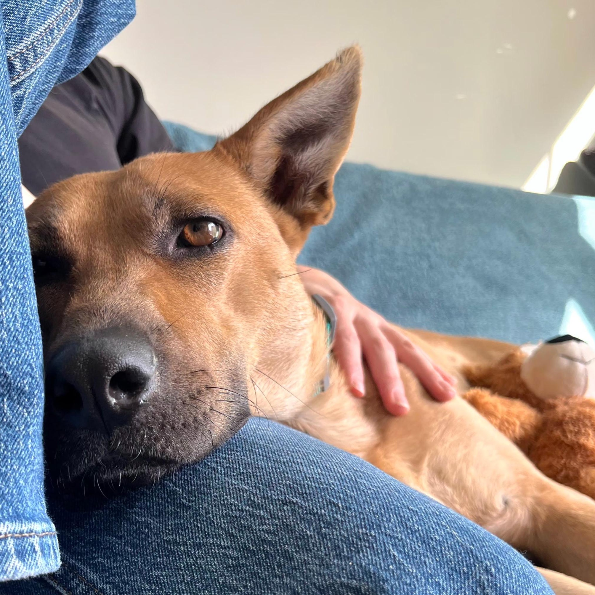 Enlarge Buttercup , an adopted mixed breed in Brentwood, TN image 5/5