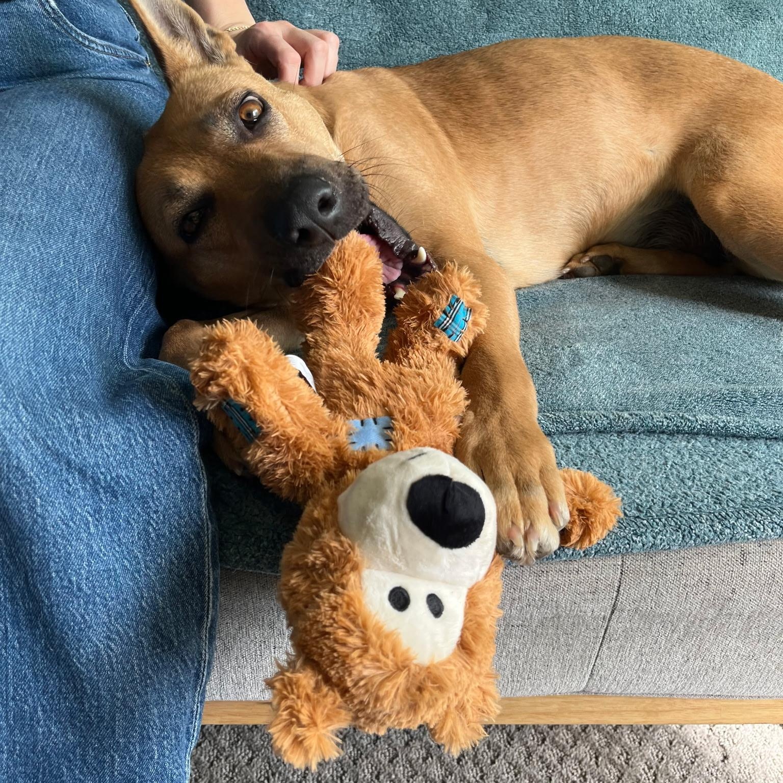 Enlarge Buttercup , an adopted mixed breed in Brentwood, TN image 4/5