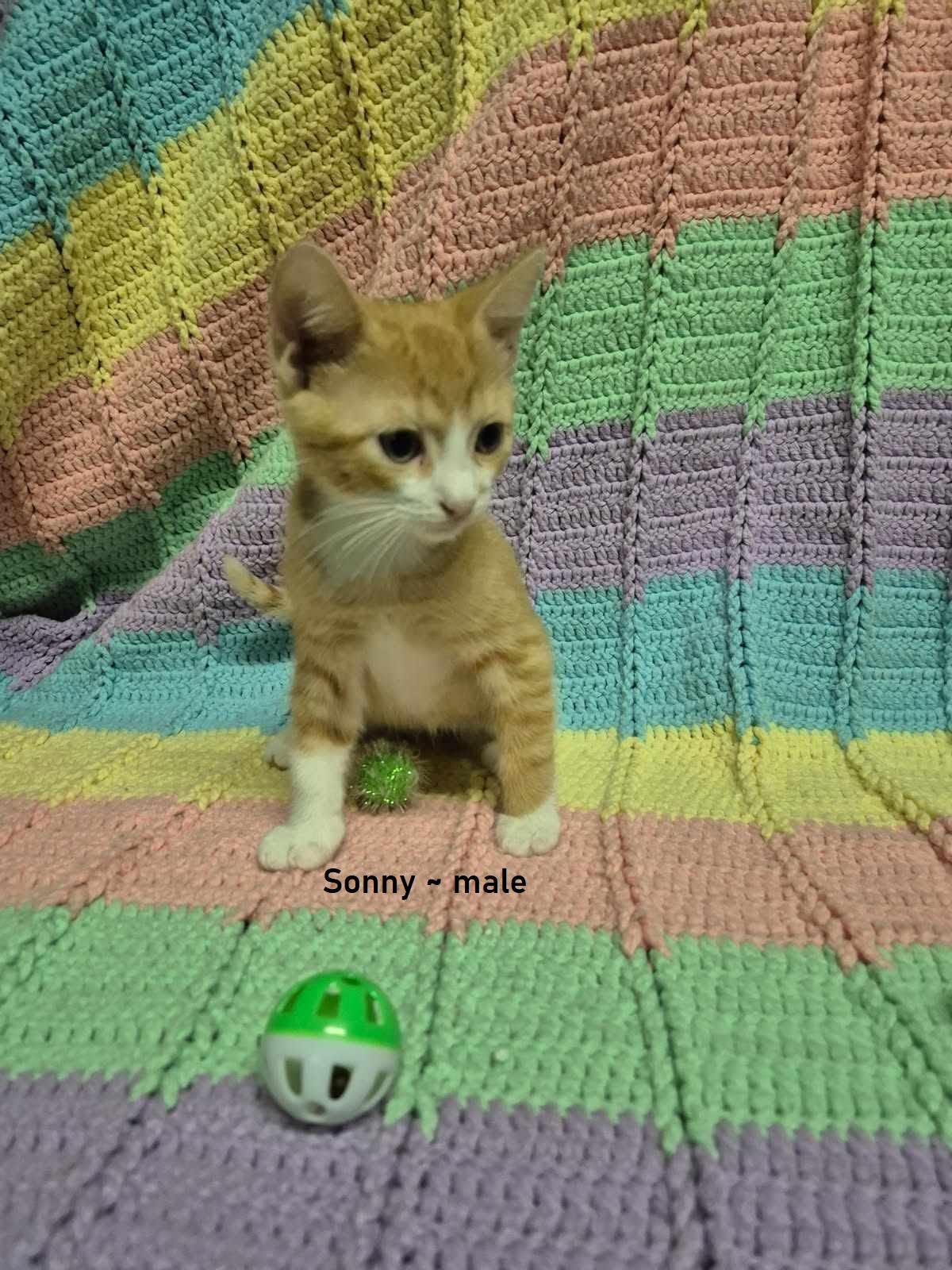 Sonny, Adopted, Kitten Male Domestic Short Hair.