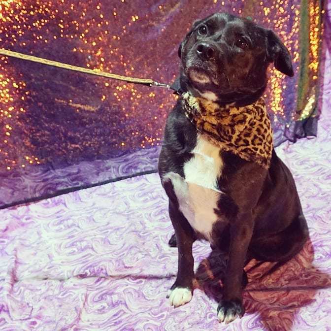 Enlarge Sage, a Adoptable mixed breed in Detroit, MI image 3/6