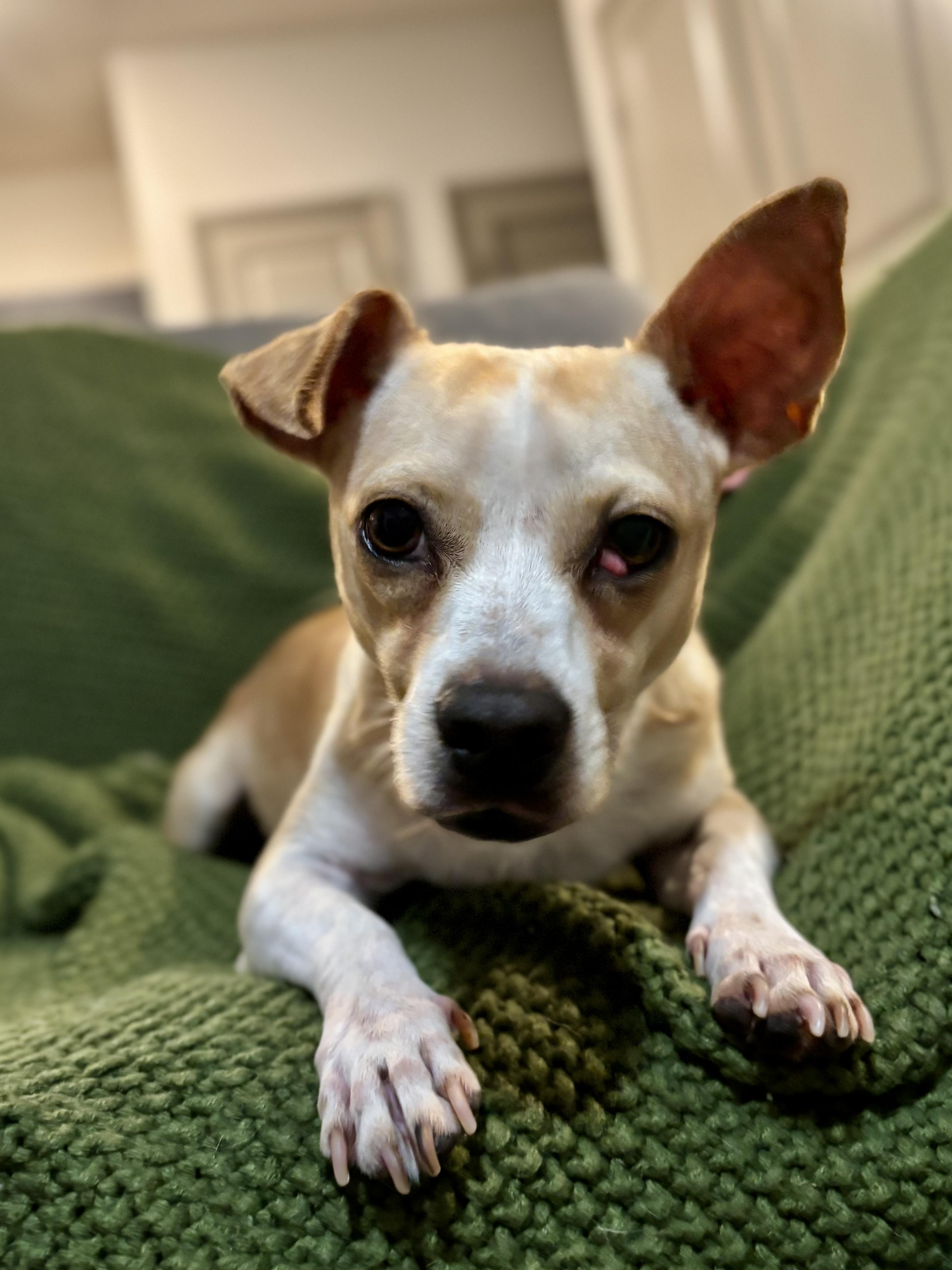 Zucchini thumbnail 3