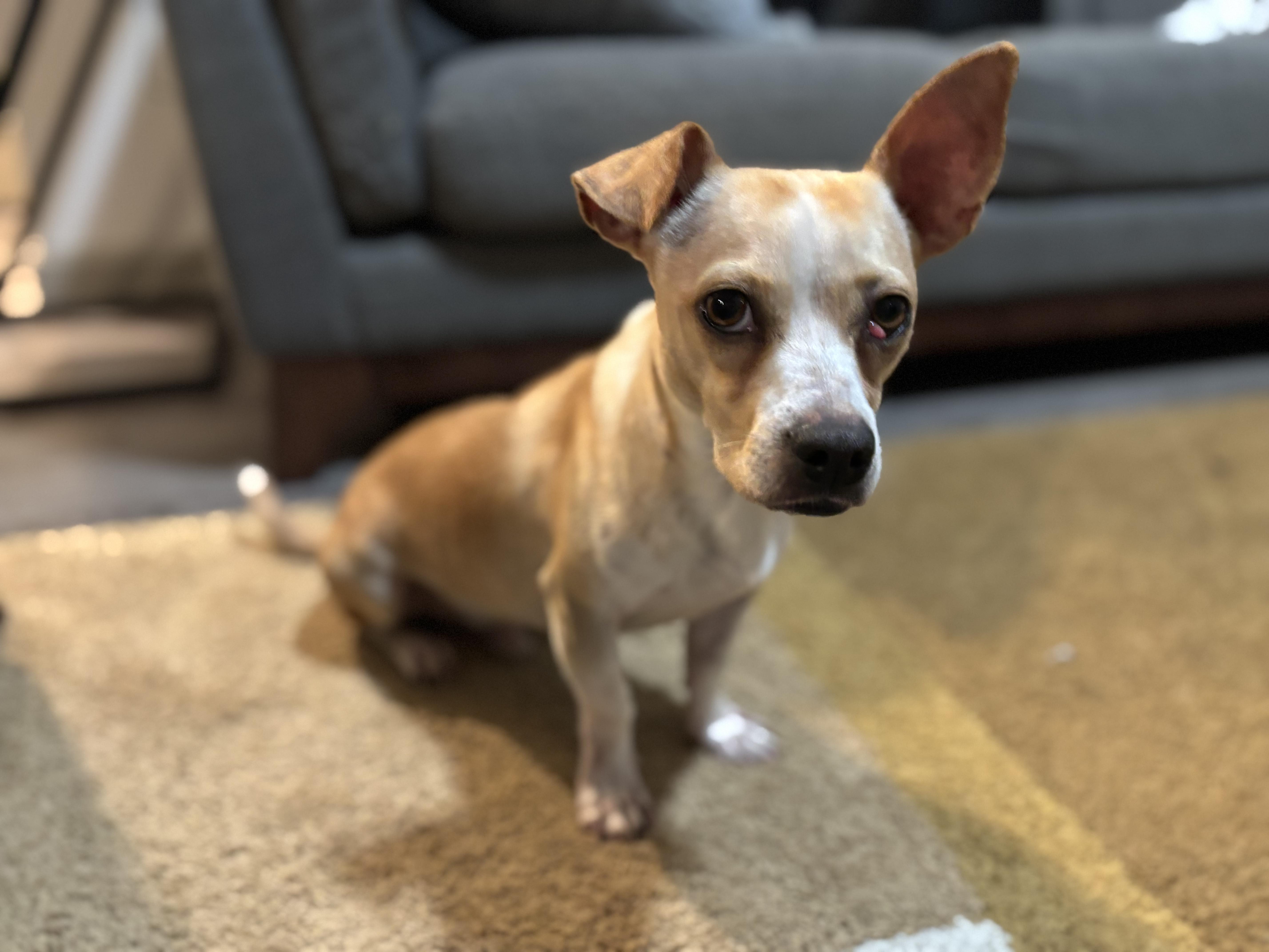 Zucchini thumbnail 4