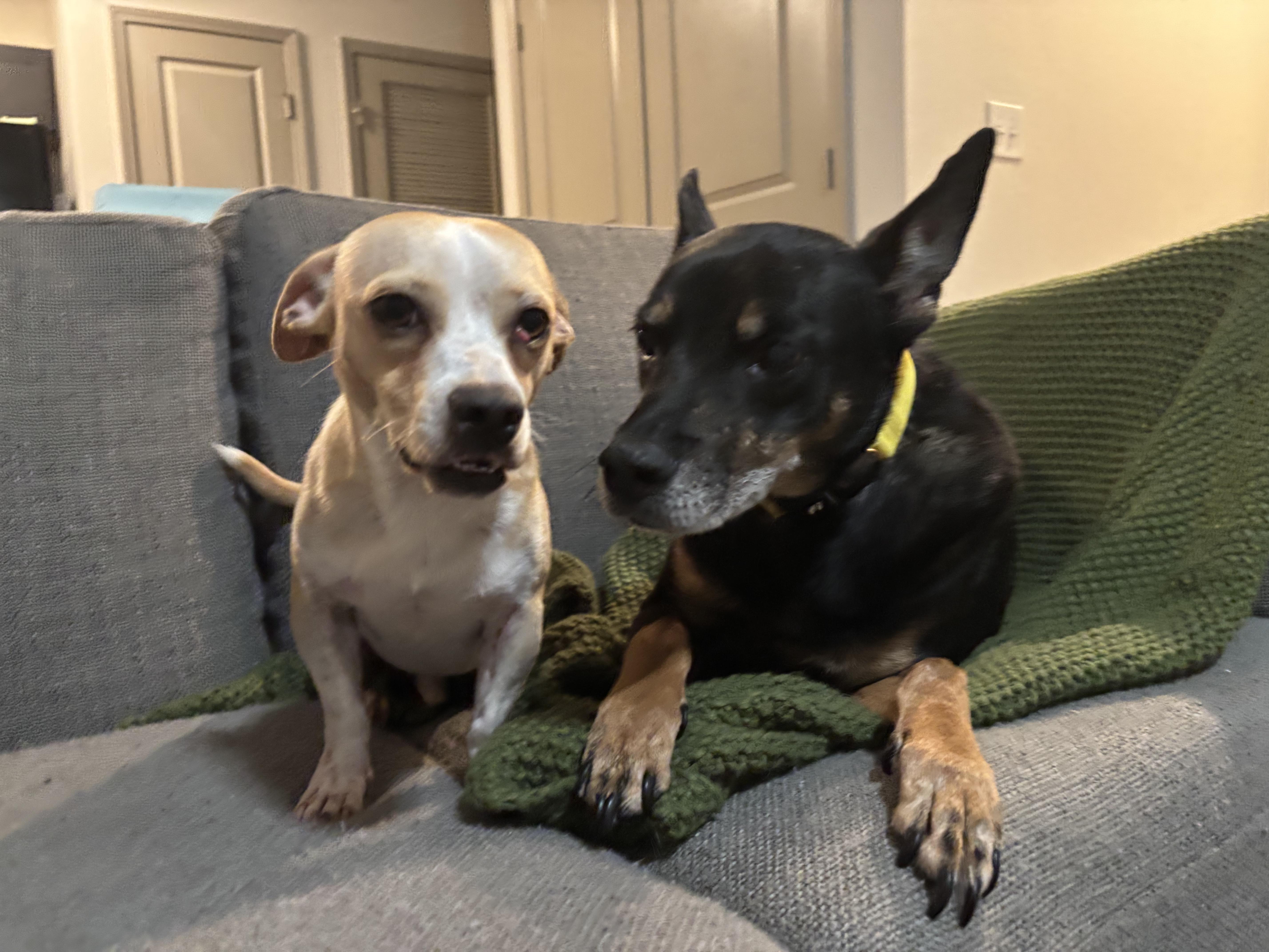 Zucchini thumbnail 5