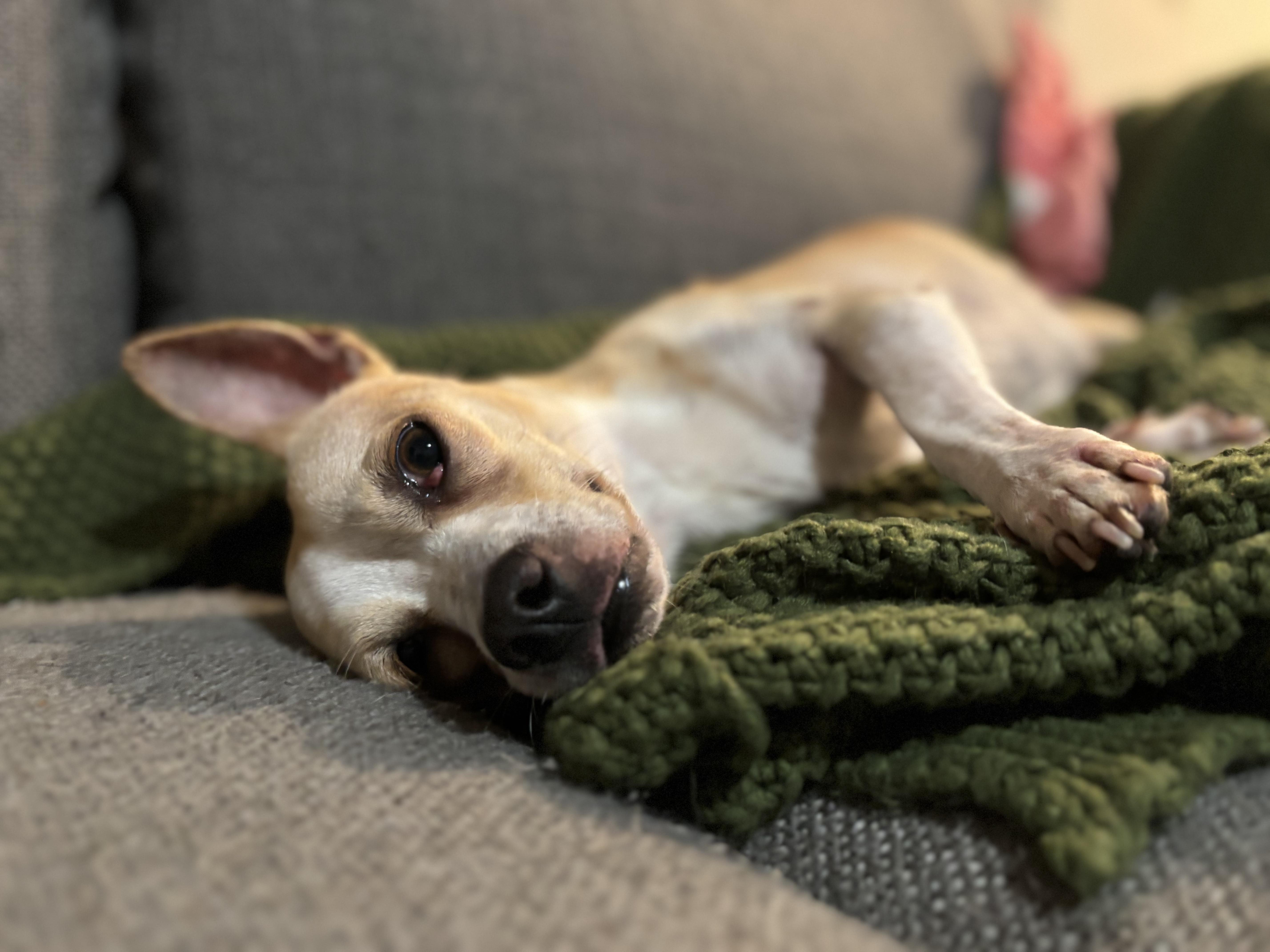 Zucchini thumbnail 6