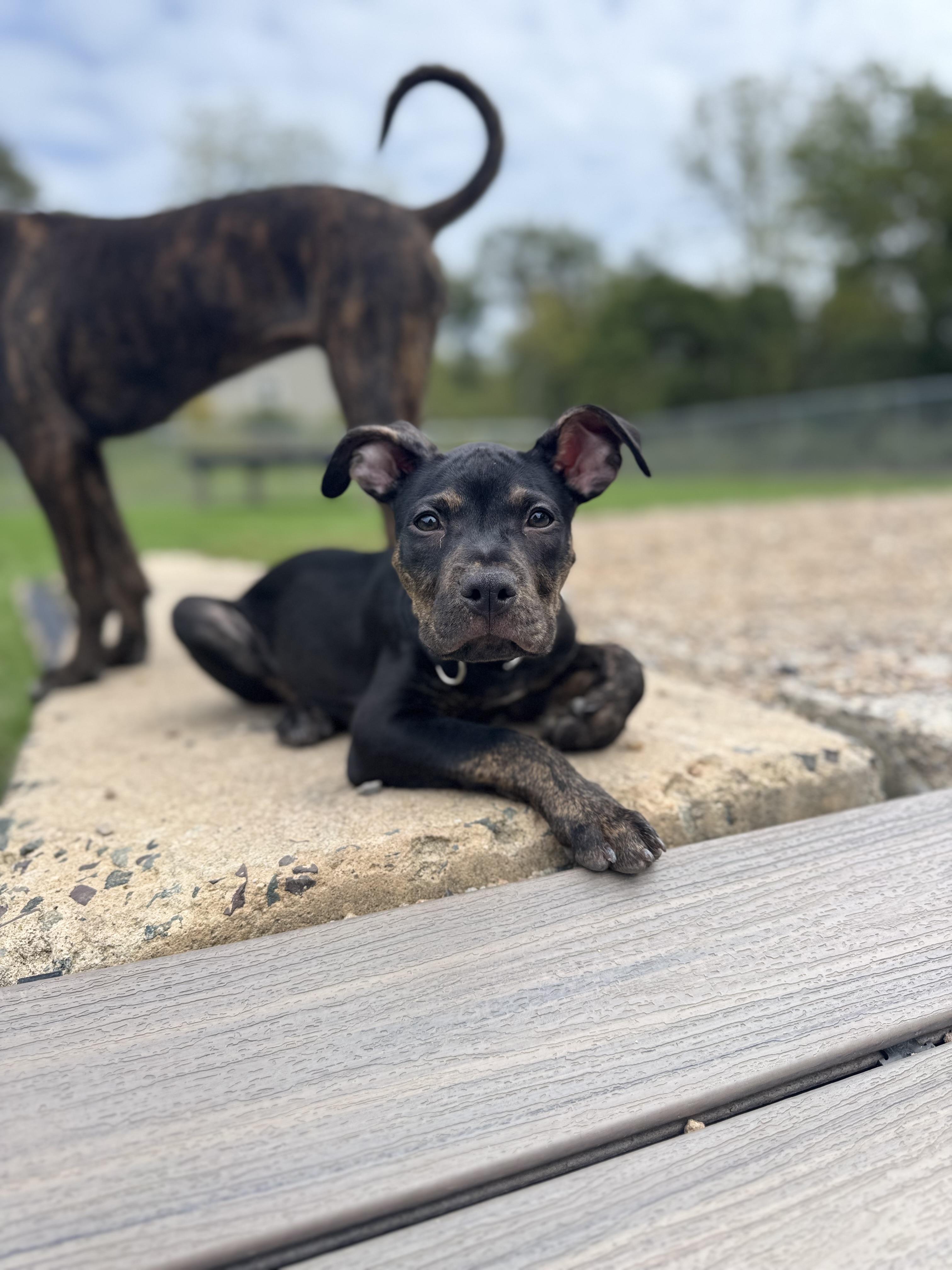 Zack, Adopted, Puppy Male Pit Bull Terrier.