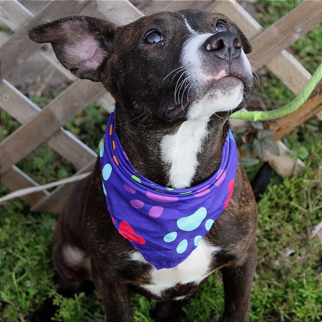 Enlarge Jenga in NH! Come Meet our Adoptable Dogs Wednesday-Saturday. More info in Bio! , a ADOPTABLE mixed breed in Manchester, NH image 2/2