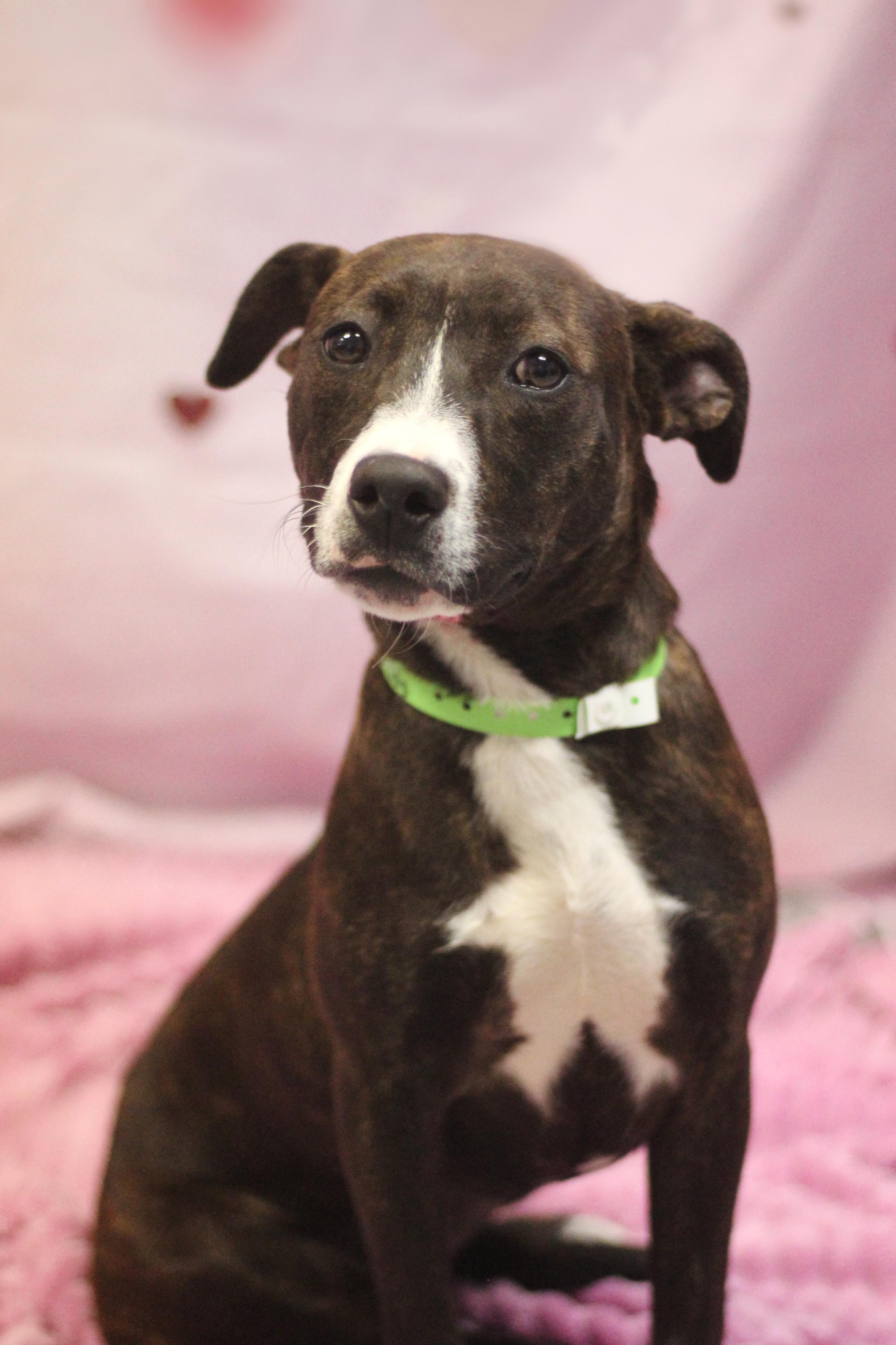 Enlarge Jenga in NH! Come Meet our Adoptable Dogs Wednesday-Saturday. More info in Bio! , a ADOPTABLE mixed breed in Manchester, NH image 1/2