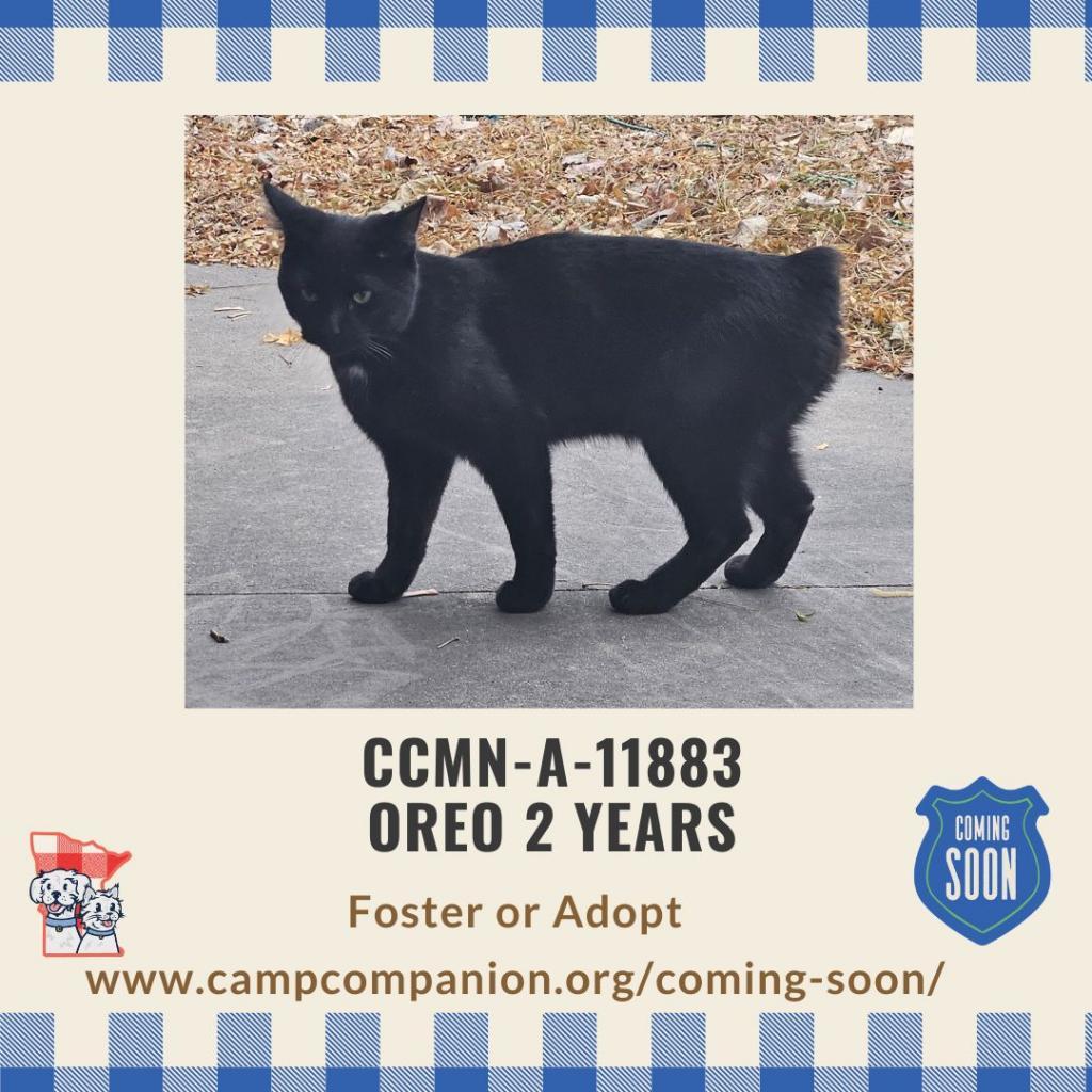 Oreo, Adoptable, Adult Male American Shorthair.