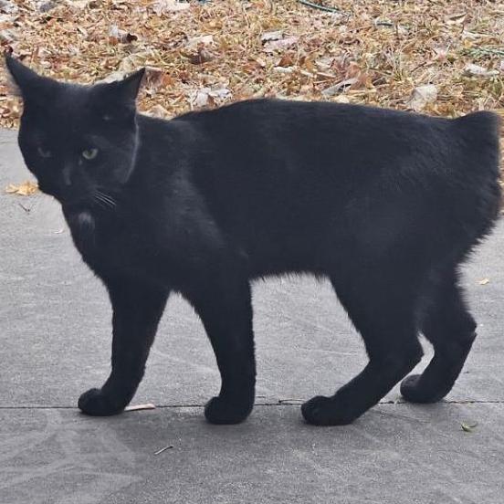 Oreo, a Adoptable American Shorthair in Rochester, MN image 2/2