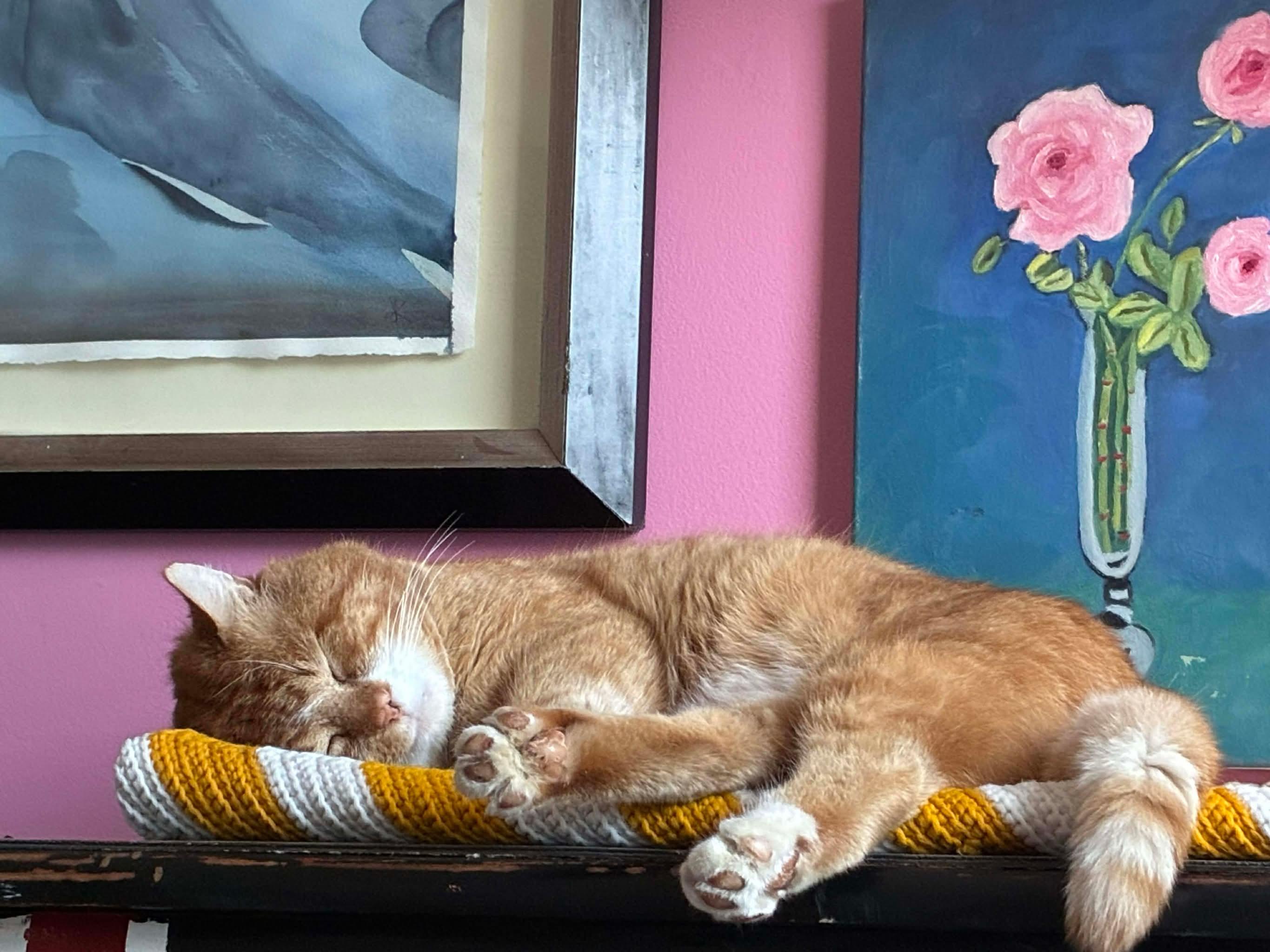 Enlarge Bill, a ADOPTABLE Domestic Medium Hair in Terrebonne, QC image 3/5