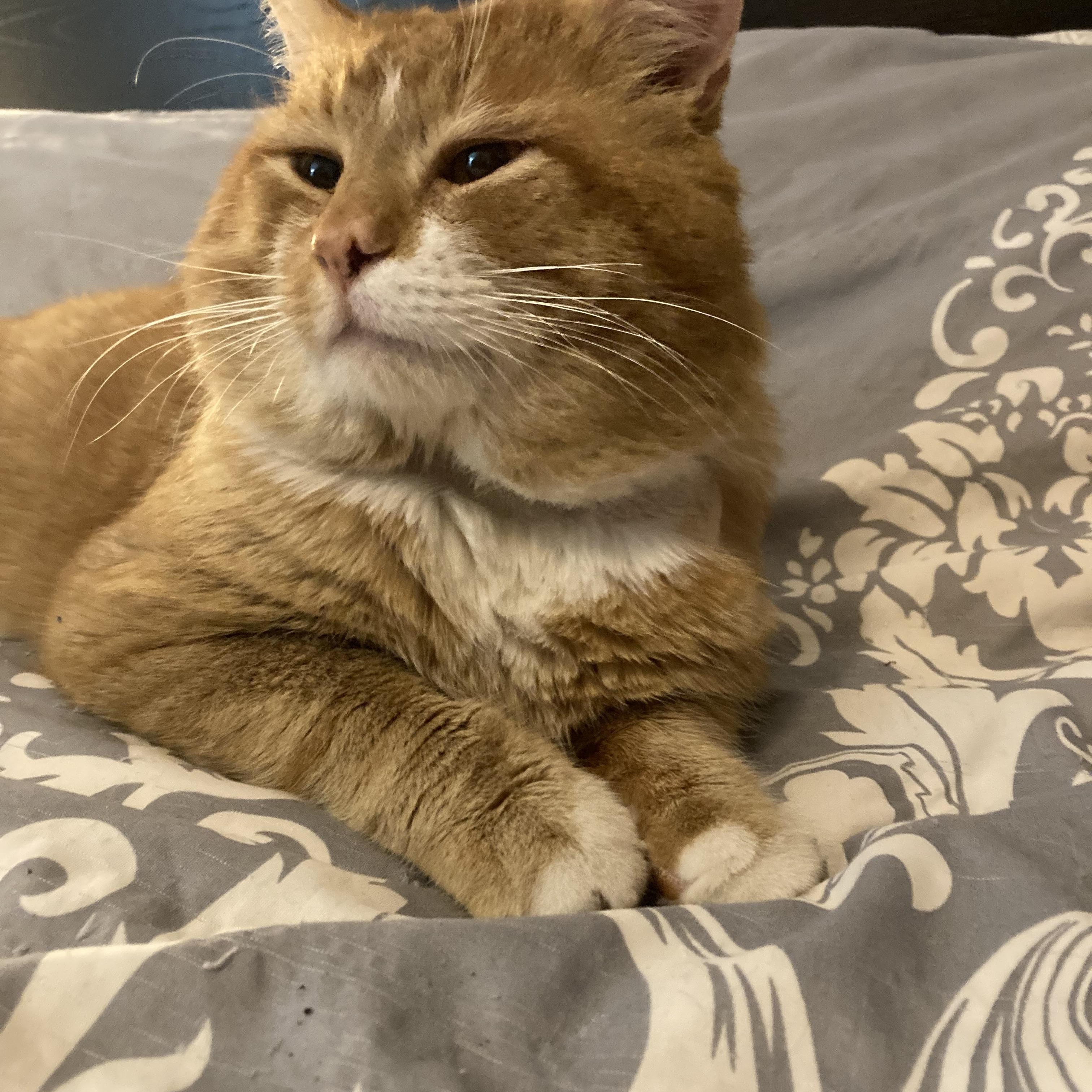 Enlarge Bill, a ADOPTABLE Domestic Medium Hair in Terrebonne, QC image 5/5