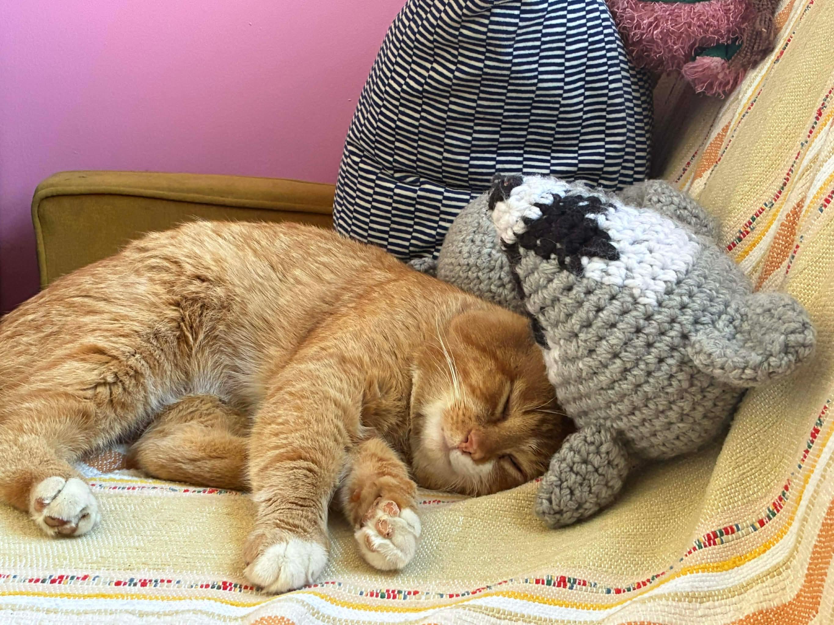 Bill, ADOPTABLE, Adult Male Domestic Medium Hair.