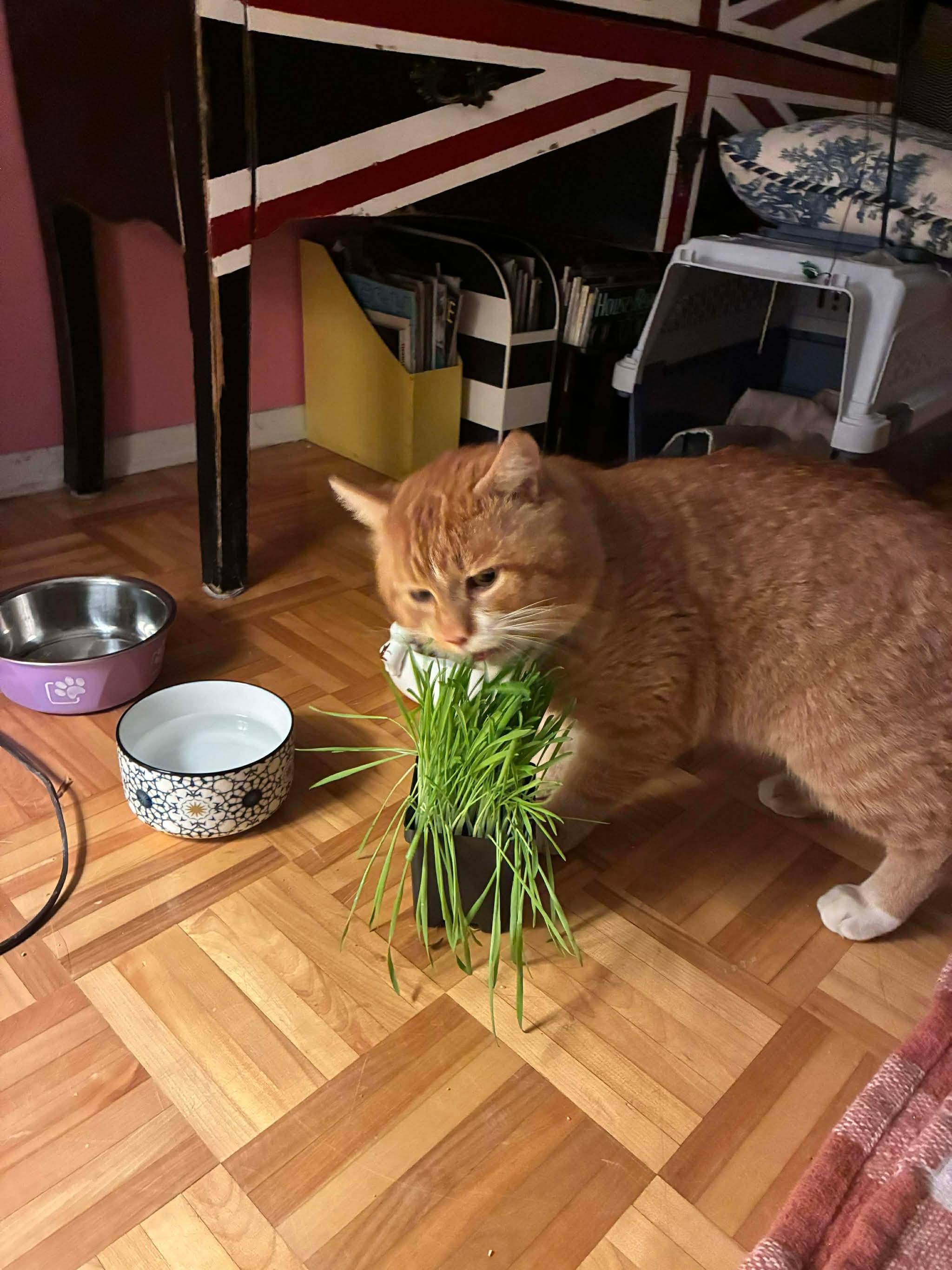 Enlarge Bill, a ADOPTABLE Domestic Medium Hair in Terrebonne, QC image 4/5