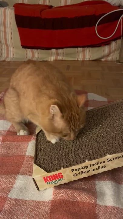 Enlarge Bill, a ADOPTABLE Domestic Medium Hair in Terrebonne, QC video 2/5