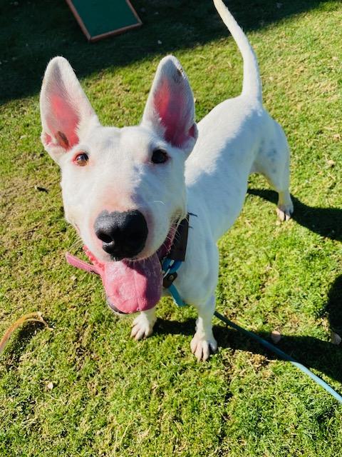 Enlarge Spud, a Adoptable Bull Terrier in Palm Desert, CA image 1/3