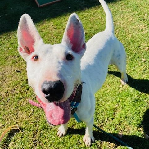 Enlarge Spud, a Adoptable Bull Terrier in Palm Desert, CA image 2/3