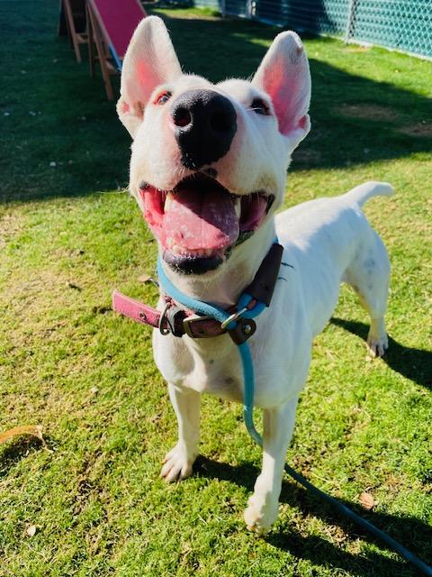 Enlarge Spud, a Adoptable Bull Terrier in Palm Desert, CA image 2/3