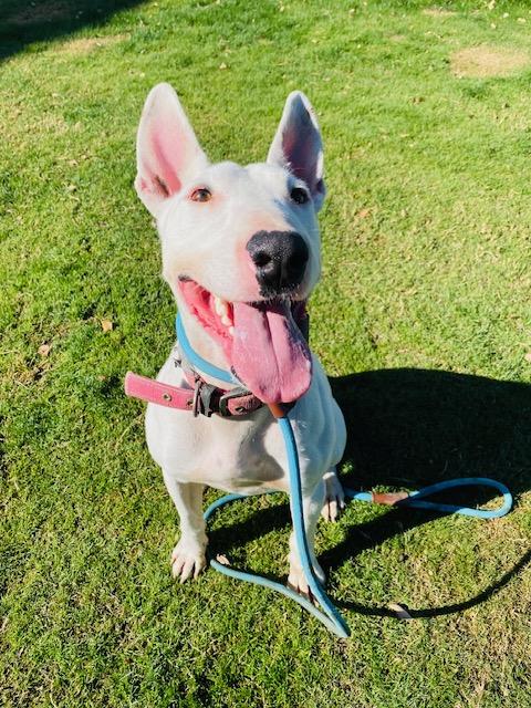 Enlarge Spud, a Adoptable Bull Terrier in Palm Desert, CA image 3/3