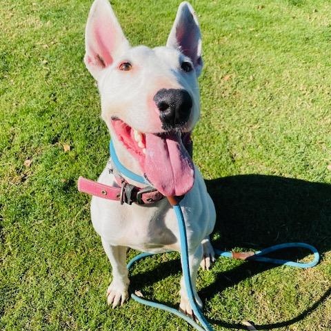 Enlarge Spud, a Adoptable Bull Terrier in Palm Desert, CA image 3/3