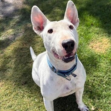 Enlarge Spud, a Adoptable Bull Terrier in Palm Desert, CA image 1/3