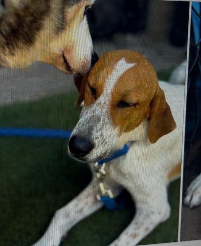 Enlarge Oak, a Adoptable mixed breed in Boulder, CO image 2/5