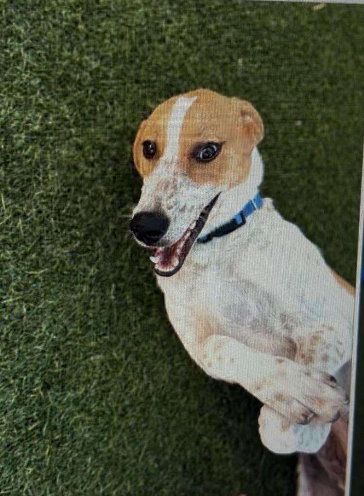 Enlarge Oak, a Adoptable mixed breed in Boulder, CO image 3/5