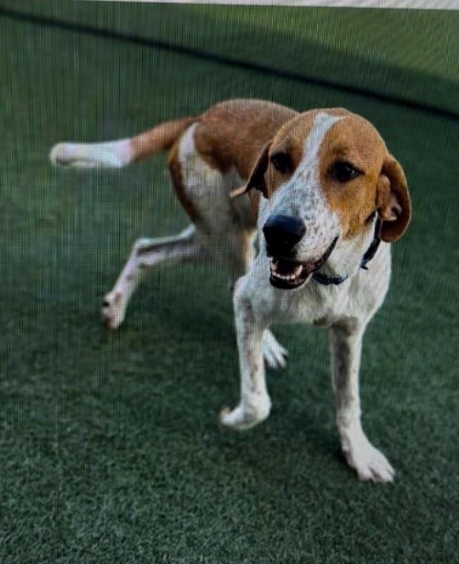Enlarge Oak, a Adoptable mixed breed in Boulder, CO image 1/5
