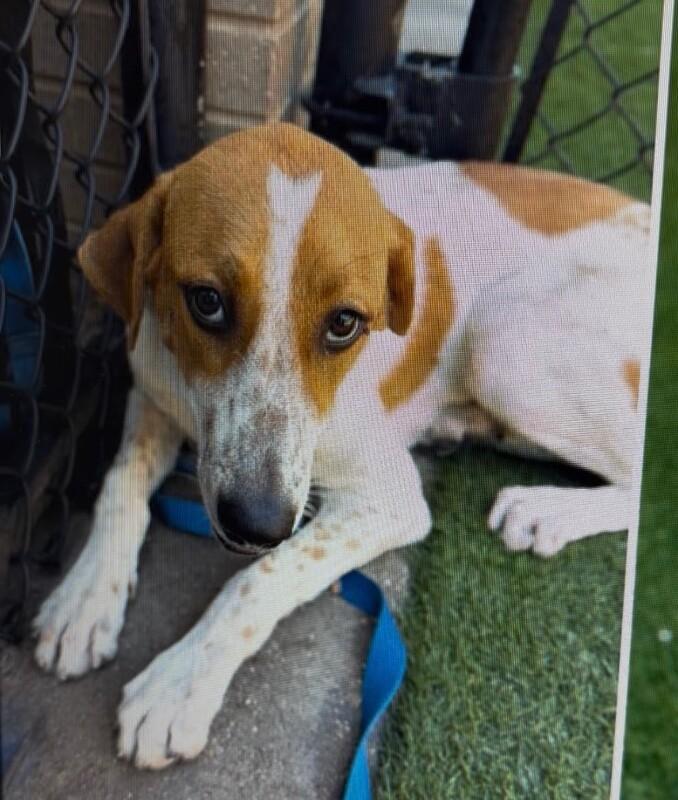 Enlarge Oak, a Adoptable mixed breed in Boulder, CO image 4/5