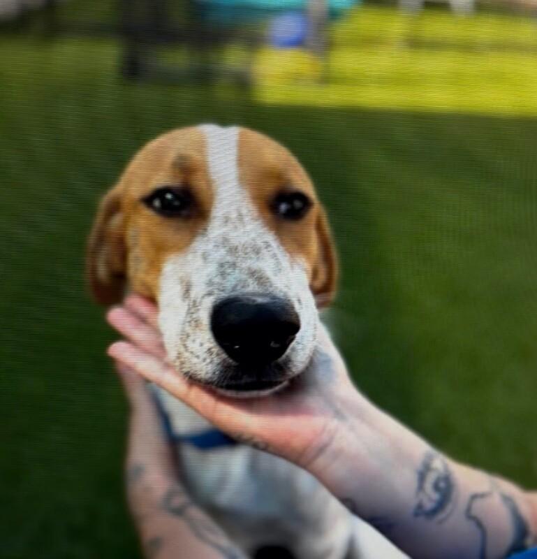 Enlarge Oak, a Adoptable mixed breed in Boulder, CO image 5/5