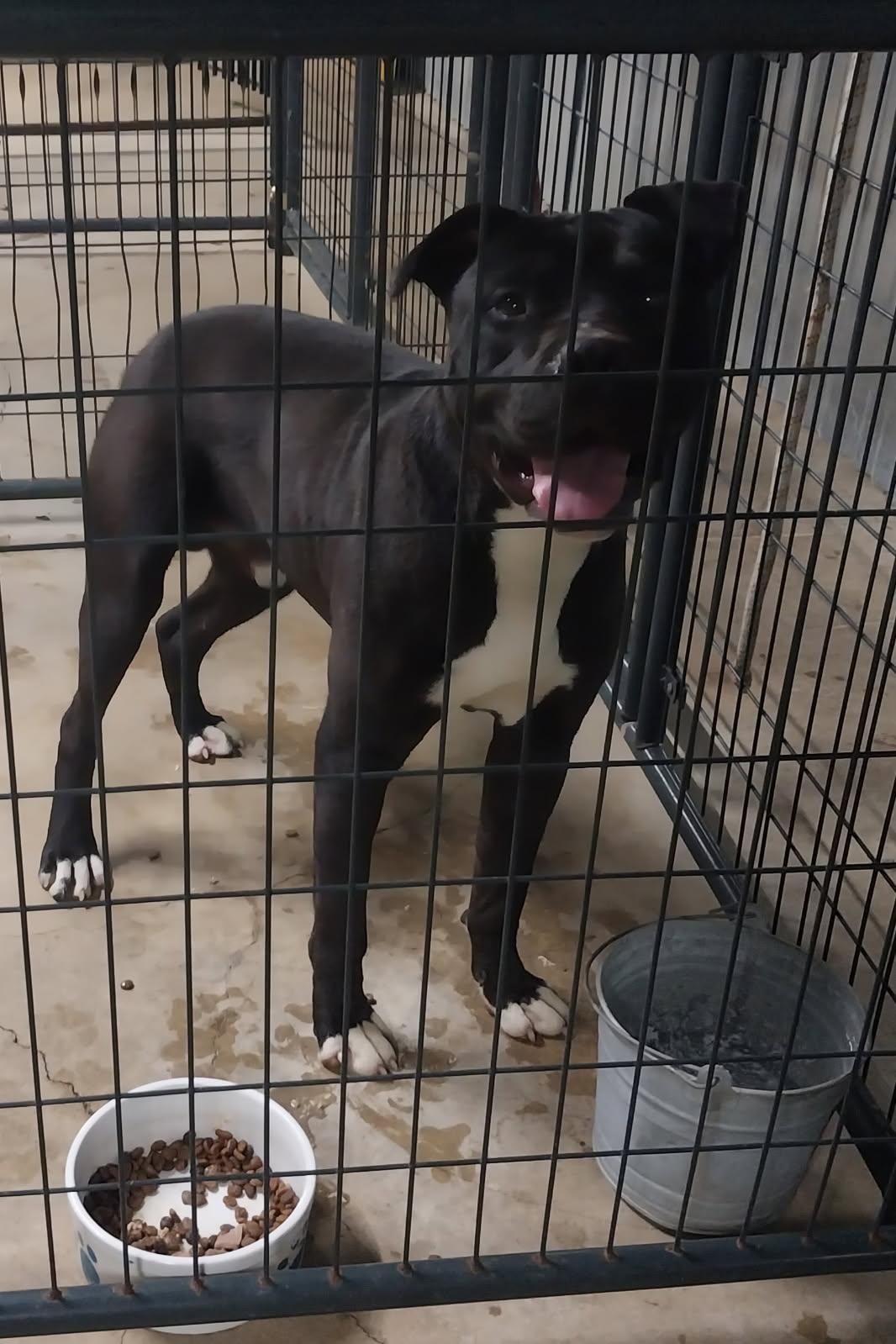 Herb AVAILABLE, a ADOPTABLE mixed breed in Canton, OH image 5/6