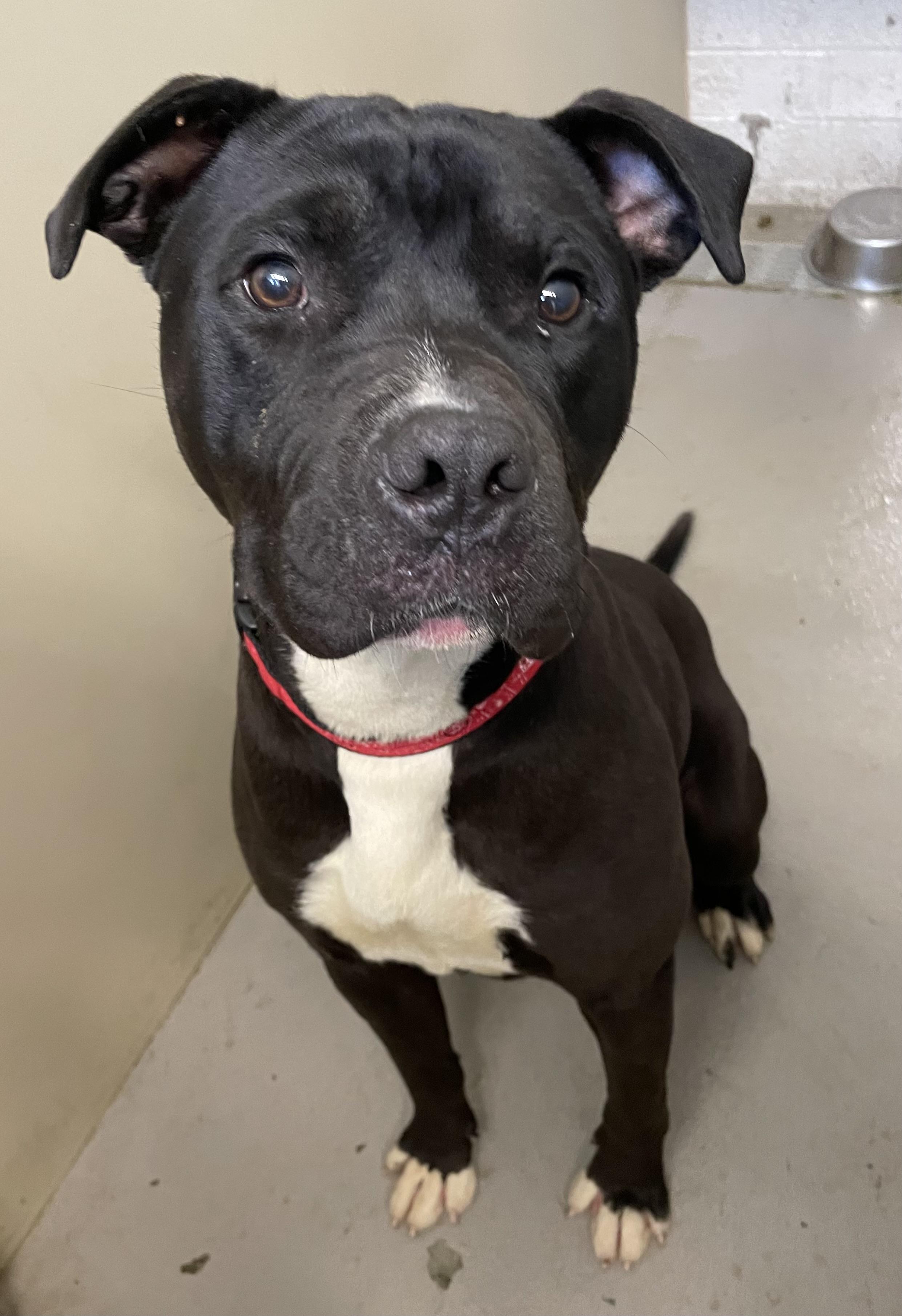 Herb AVAILABLE, a ADOPTABLE mixed breed in Canton, OH image 4/6