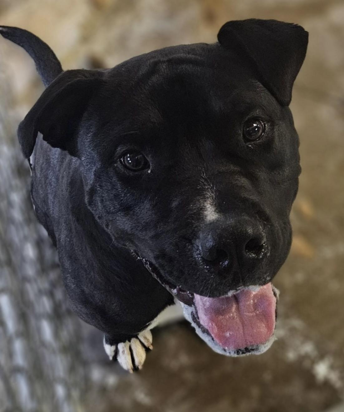 Herb AVAILABLE, a ADOPTABLE mixed breed in Canton, OH image 6/6