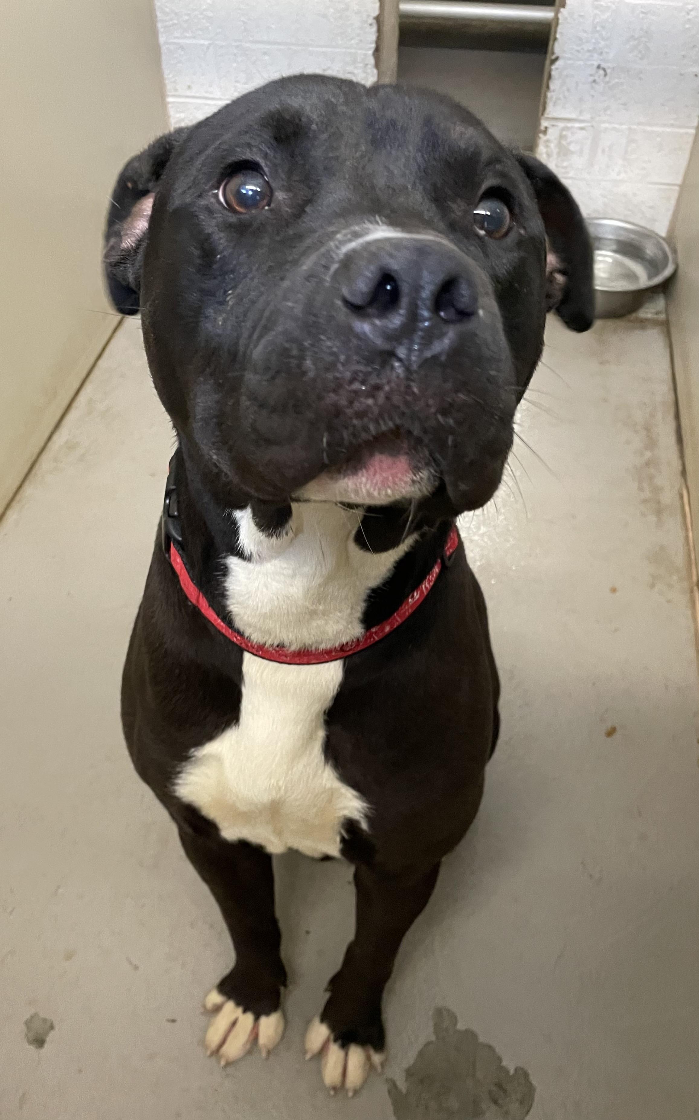 Herb AVAILABLE, a ADOPTABLE mixed breed in Canton, OH image 3/6