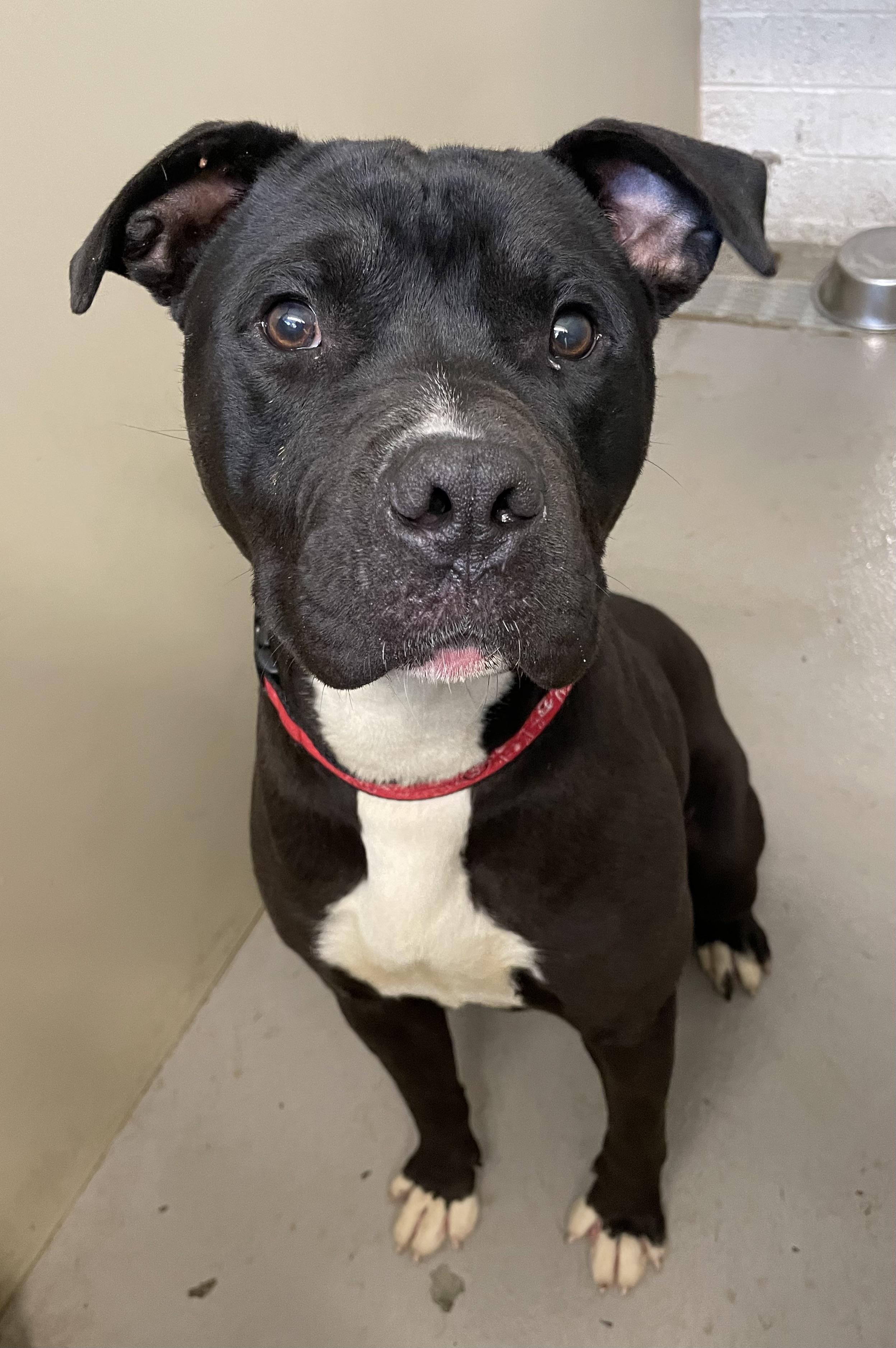 Herb AVAILABLE, a ADOPTABLE mixed breed in Canton, OH image 1/6
