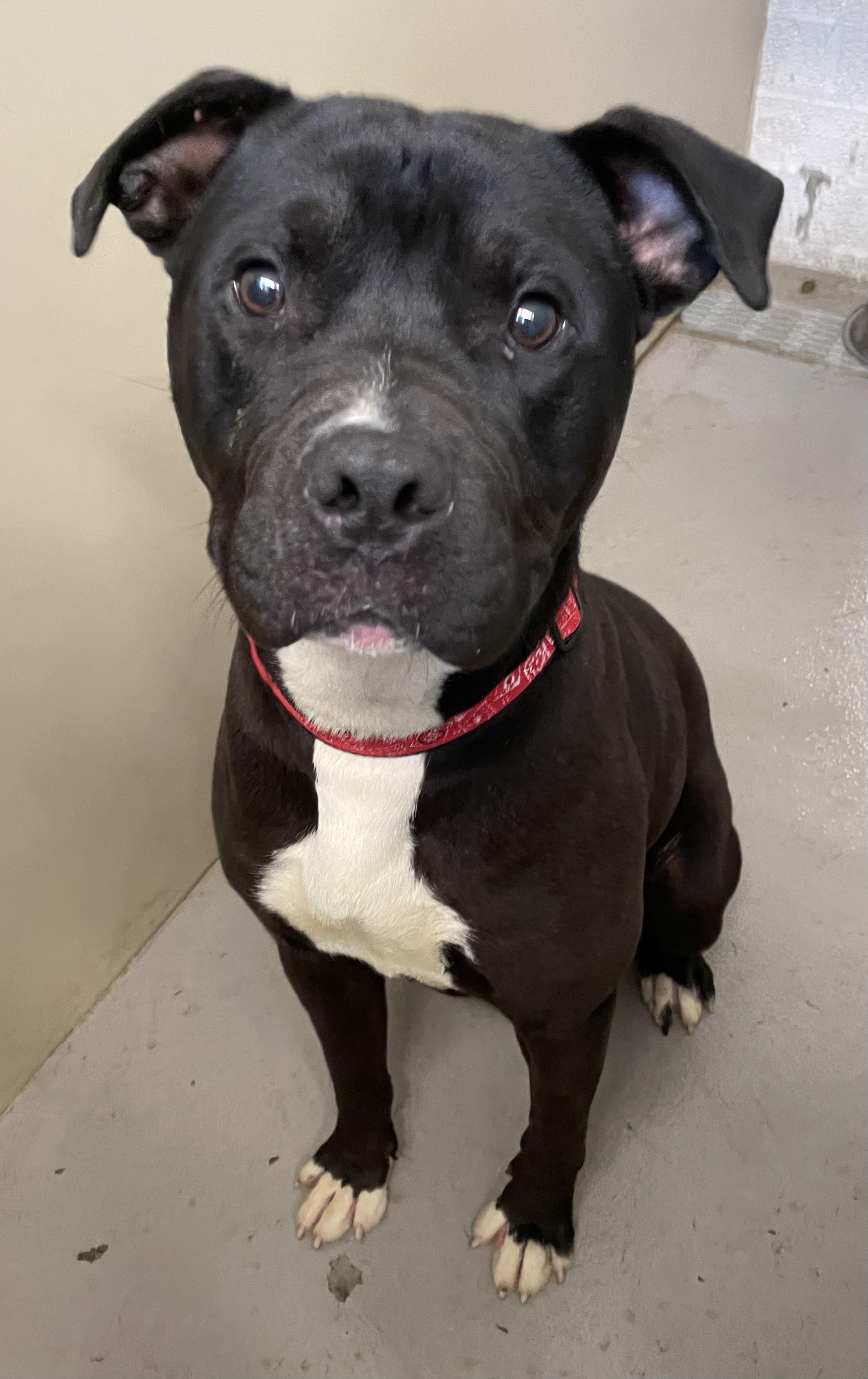 Herb AVAILABLE, a ADOPTABLE mixed breed in Canton, OH image 2/6
