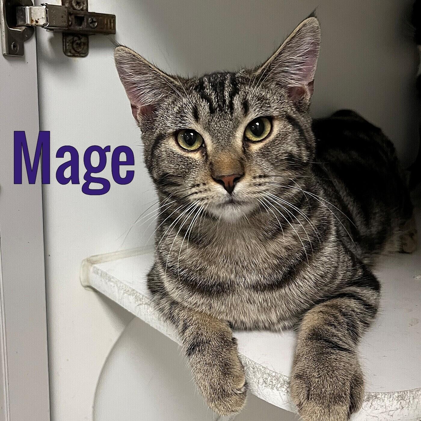Mage, Adopted, Young Male Domestic Short Hair.